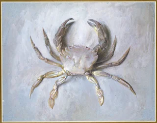 Samtkrabbe, 1870-1